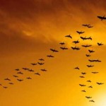 محمد وردي – الطير المهاجر .. تسجيل صوتي