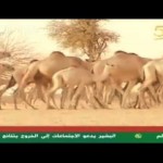 الابل في السودان