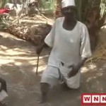 حصاد التمر شمال السودان