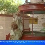 الشاعره سعاده عبدالرحمن – بين أمرين